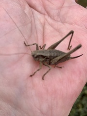 Pholidoptera griseoaptera