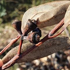 Eucalyptus punctata