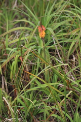 Kniphofia vandeweghei