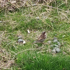 Passer domesticus domesticus