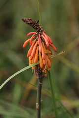 Kniphofia vandeweghei