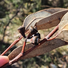 Eucalyptus punctata