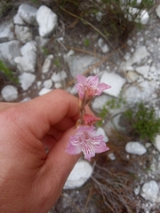 Gladiolus hirsutus