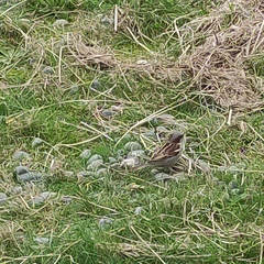 Passer domesticus domesticus
