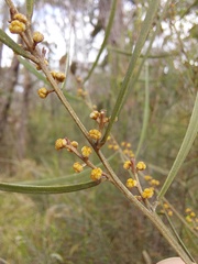 Acacia dawsonii