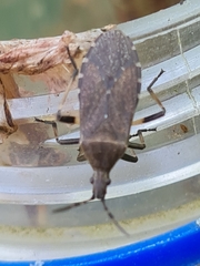 Dicranocephalus medius