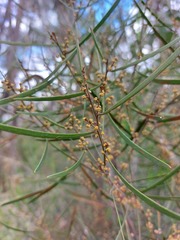 Acacia dawsonii
