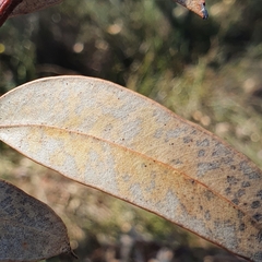 Eucalyptus punctata