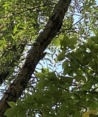 Certhia brachydactyla