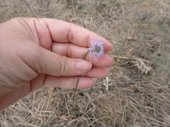 Cephalaria transsylvanica