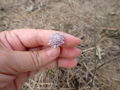 Cephalaria transsylvanica