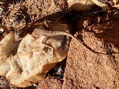 Ctenophorus caudicinctus