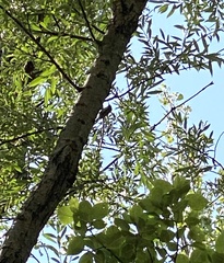 Certhia brachydactyla