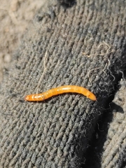 Tenebrio molitor