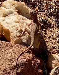 Ctenophorus caudicinctus