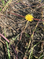Taraxacum bessarabicum