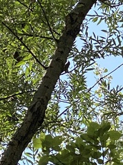 Certhia brachydactyla