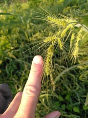 Echinochloa