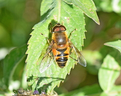Eristalis similis