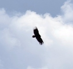 Aegypius monachus