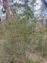 Acacia dawsonii