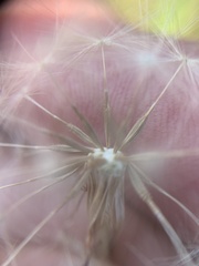 Taraxacum bessarabicum