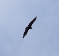 Aegypius monachus