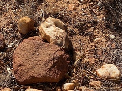 Ctenophorus caudicinctus