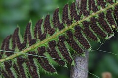 Polystichum lonchitis