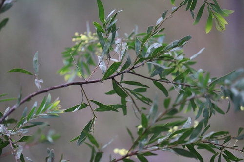 Image of Acacia prominens by (c) Liam southwell, some rights reserved (CC BY)