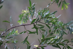 Acacia prominens