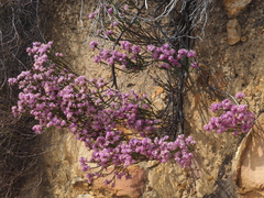 Lachnaea montana
