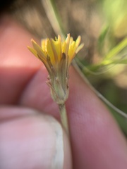 Taraxacum bessarabicum