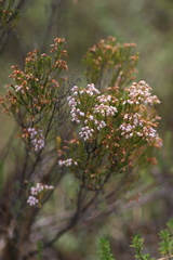 Erica kingaensis
