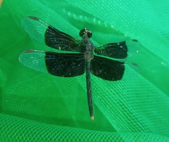 Erythrodiplax funerea