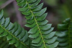 Polystichum lonchitis