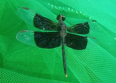 Erythrodiplax funerea