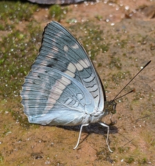 Euthalia franciae