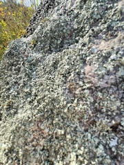 Protoparmeliopsis muralis