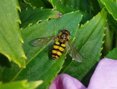 Eupeodes latifasciatus