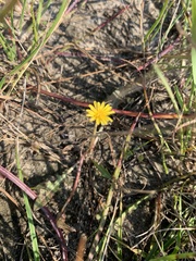 Taraxacum bessarabicum