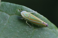 Graphocephala versuta
