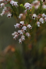 Erica kingaensis