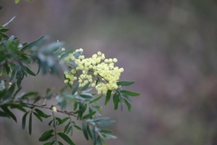 Acacia prominens