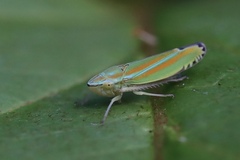 Graphocephala versuta
