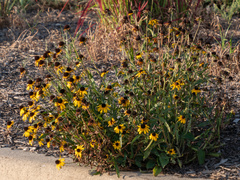 Rudbeckia fulgida
