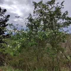 Chamaecytisus prolifer
