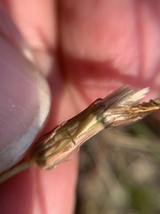 Taraxacum bessarabicum