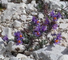 Linaria alpina