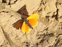 Lycaena virgaureae